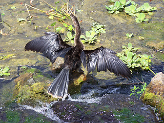 Image showing waterbirds