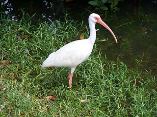 Image showing waterbirds