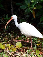 Image showing waterbirds