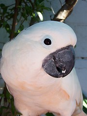 Image showing White parrot