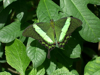 Image showing Green Butterfly