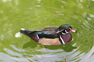 Image showing waterbird