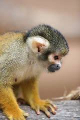 Image showing monkey