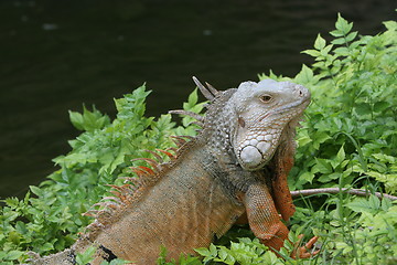 Image showing reptile