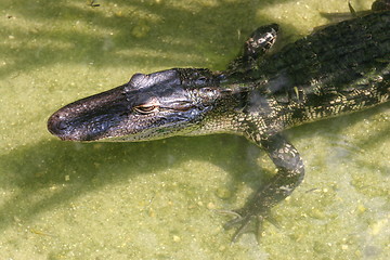 Image showing alligator