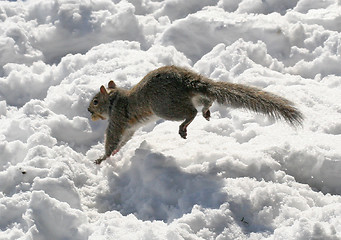 Image showing Flying Squirrel