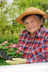 Image showing Senior woman - gardening