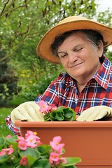 Image showing Senior woman - gardening