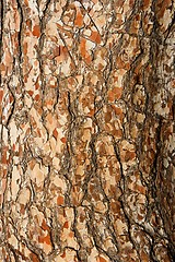 Image showing Pine tree bark texture