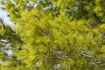 Image showing Green pine needles background