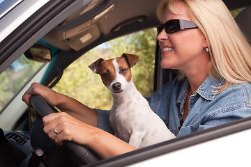 Image showing Jack Russell Terrier Enjoying a Car Ride