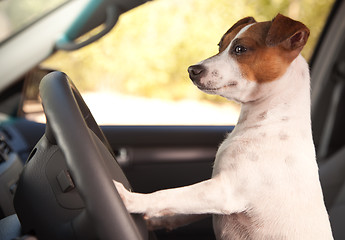 Image showing Jack Russell Terrier Enjoying a Car Ride