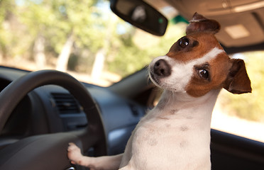 Image showing Jack Russell Terrier Enjoying a Car Ride