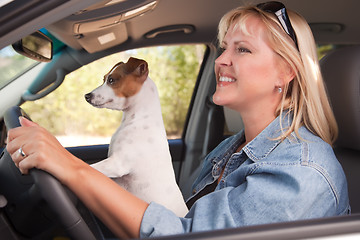 Image showing Jack Russell Terrier Enjoying a Car Ride