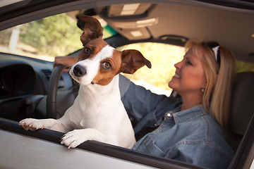 Image showing Jack Russell Terrier Enjoying a Car Ride