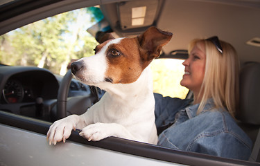 Image showing Jack Russell Terrier Enjoying a Car Ride