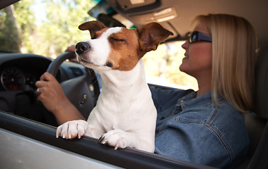 Image showing Jack Russell Terrier Enjoying a Car Ride