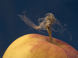 Image showing apple detailes