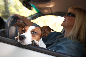 Image showing Jack Russell Terrier Enjoying a Car Ride