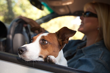 Image showing Jack Russell Terrier Enjoying a Car Ride