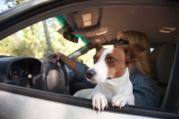 Image showing Jack Russell Terrier Enjoying a Car Ride