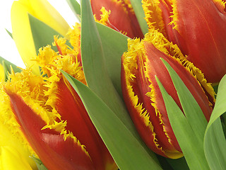 Image showing red tulips