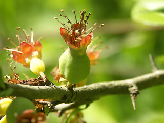 Image showing Japanese quince