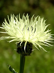 Image showing Cornflower