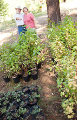 Image showing Attractive Senior Couple Overlooking Potted Plants