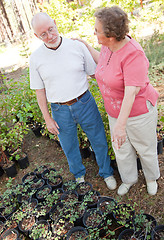 Image showing Attractive Senior Couple Overlooking Potted Plants