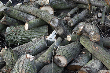 Image showing Pile of logs