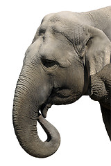 Image showing Elephant