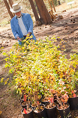 Image showing Attractive Senior Man Overlooking Potted Plants 