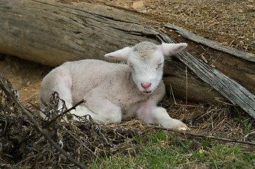 Image showing young lamb on the farm