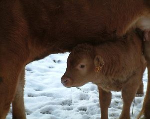 Image showing calf with mother