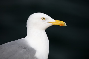 Image showing Herring Gull