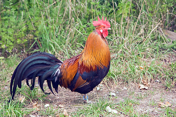 Image showing Rooster