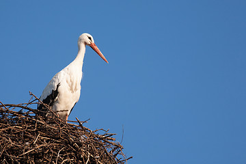 Image showing White stork on nest