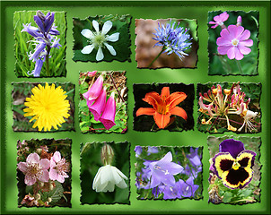 Image showing wild flower montage