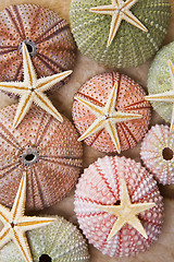 Image showing Sea Urchins and Starfish