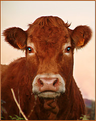 Image showing good moooo-ning