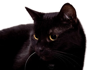 Image showing My black cat