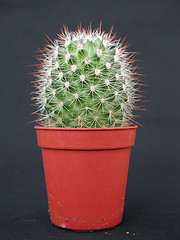 Image showing Cactus