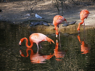 Image showing flamingo