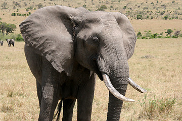 Image showing Wild Elephant