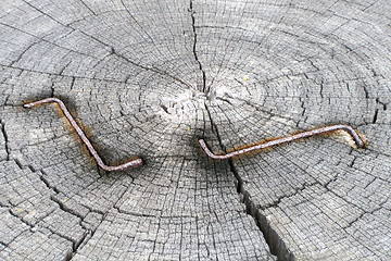 Image showing  wood