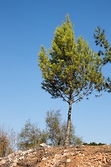 Image showing Young pine tree on rocky hill on blue sky background