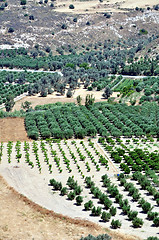 Image showing Agriculture in Crete, Greece.