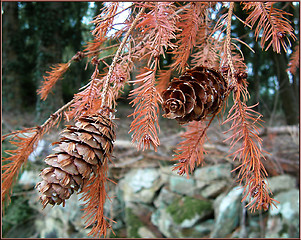 Image showing pine cones