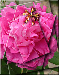 Image showing pink rose packets